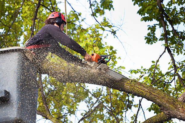 Mulching Services in Forest City, FL